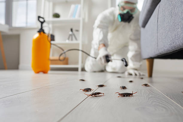 Post-Treatment Bed Bug Interceptor Monitoring in Casa Loma